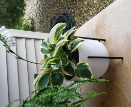 Hostas