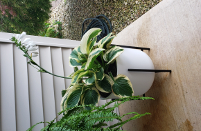 Hostas