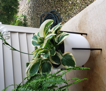 Hostas