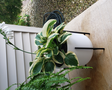 Hostas