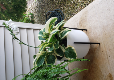 Hostas