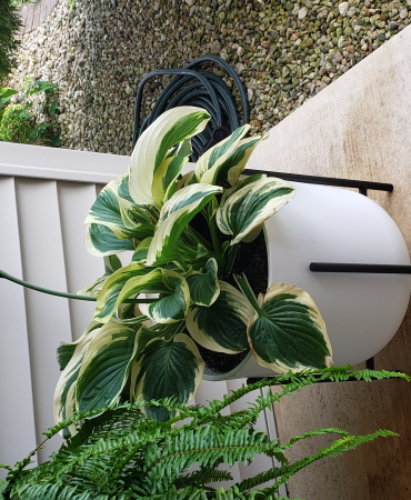 Hostas