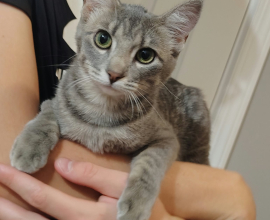 5 Month Old Female Gray Tabby Up for Adoption