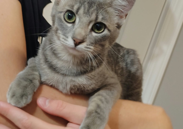 5 Month Old Female Gray Tabby Up for Adoption