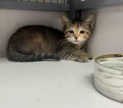 Kitten found and up for adoption!!