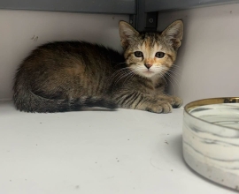 Kitten found and up for adoption!!