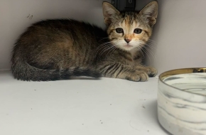 Kitten found and up for adoption!!