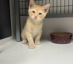 Otis the Kitten