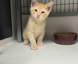 Otis the Kitten