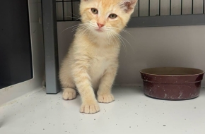 Otis the Kitten