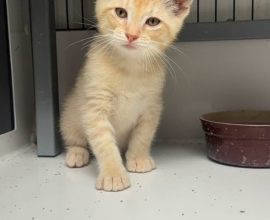 Otis the Kitten