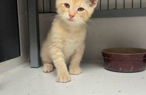 Otis the Kitten