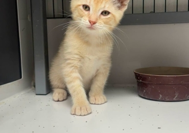 Otis the Kitten