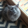 william